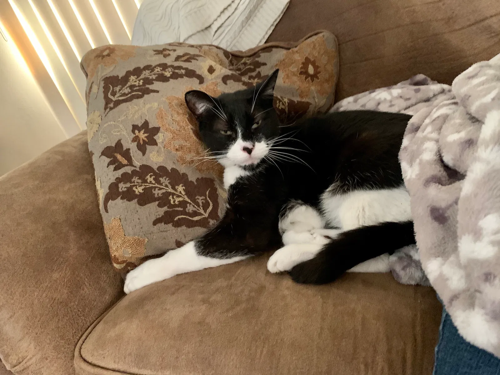Lost cat in Springfield, IL, 62704