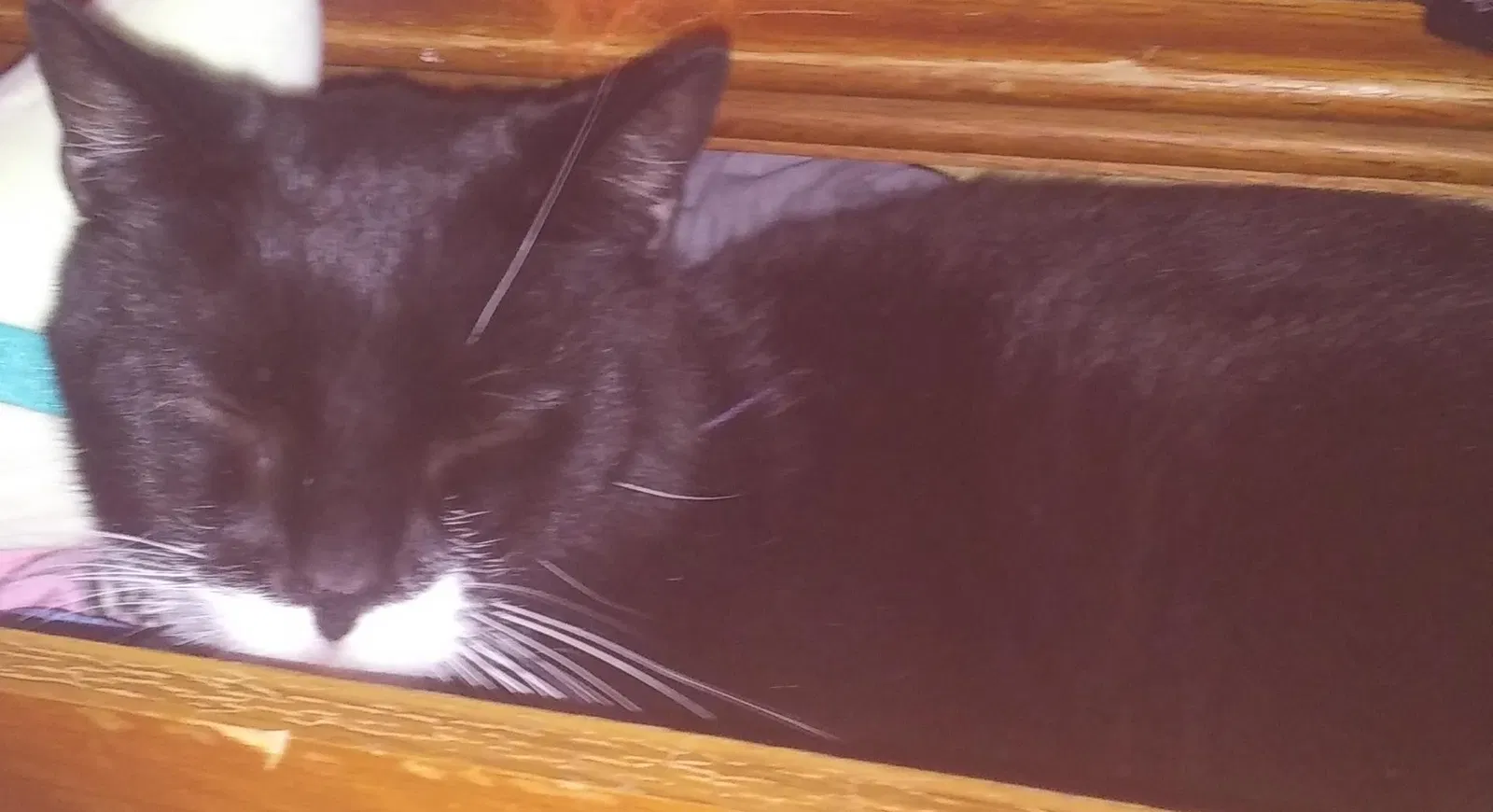 Lost cat in Louisville, KY, 40216