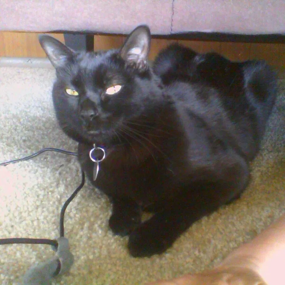 Lost cat in San Diego, CA, 92107