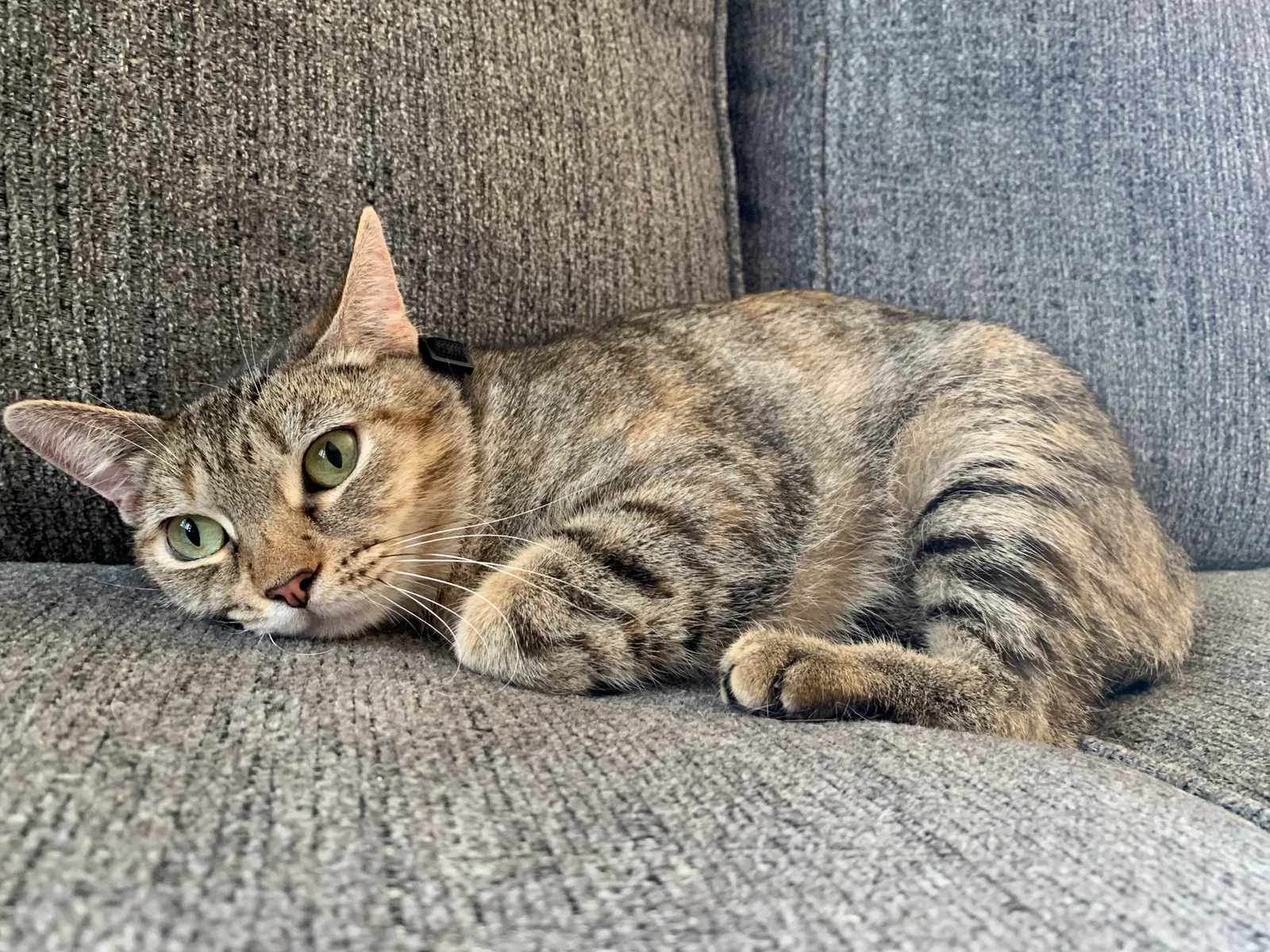 Lost cat in Camarillo, CA, 93010