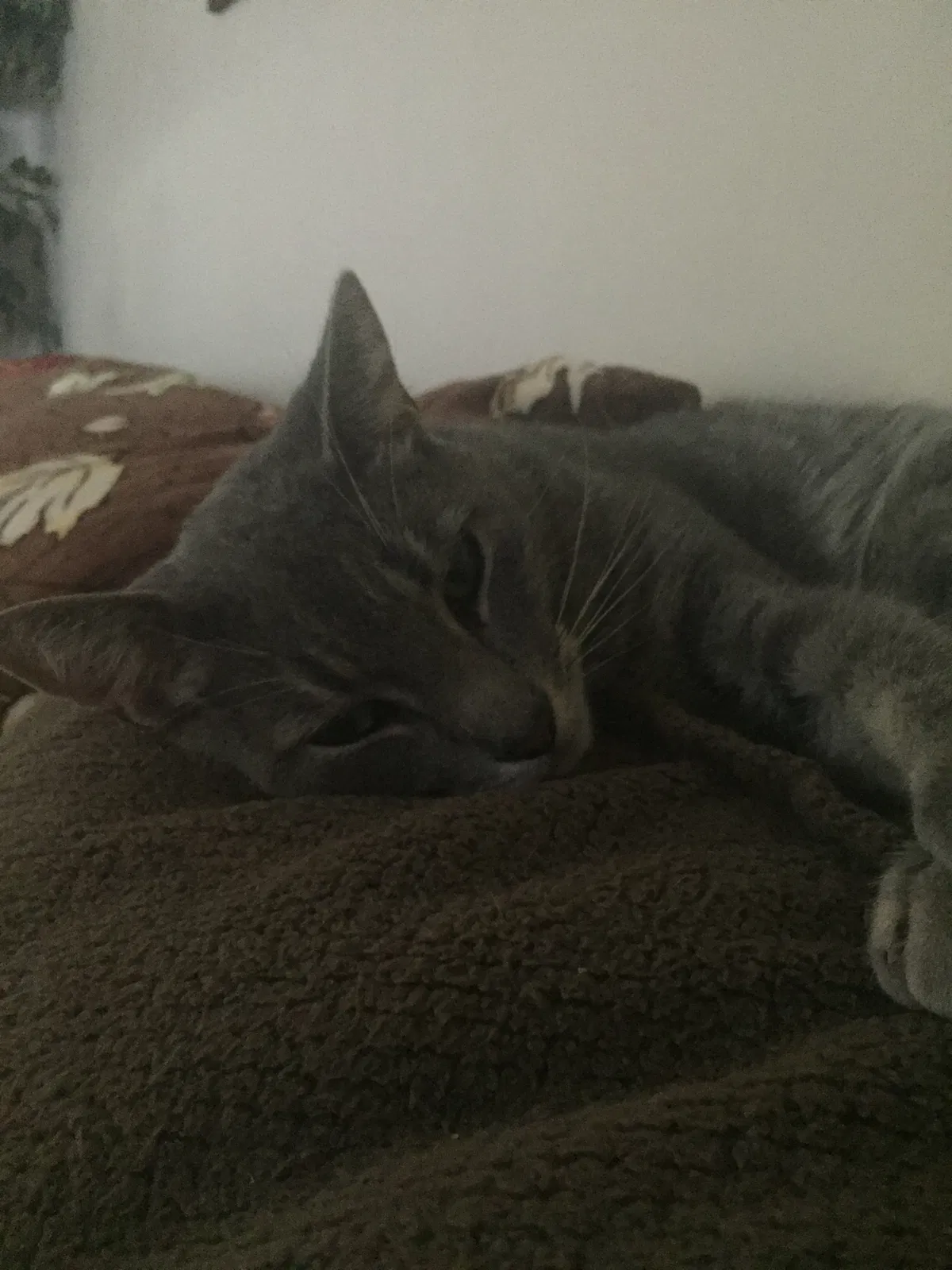 Lost cat in Fayetteville, NC, 28303
