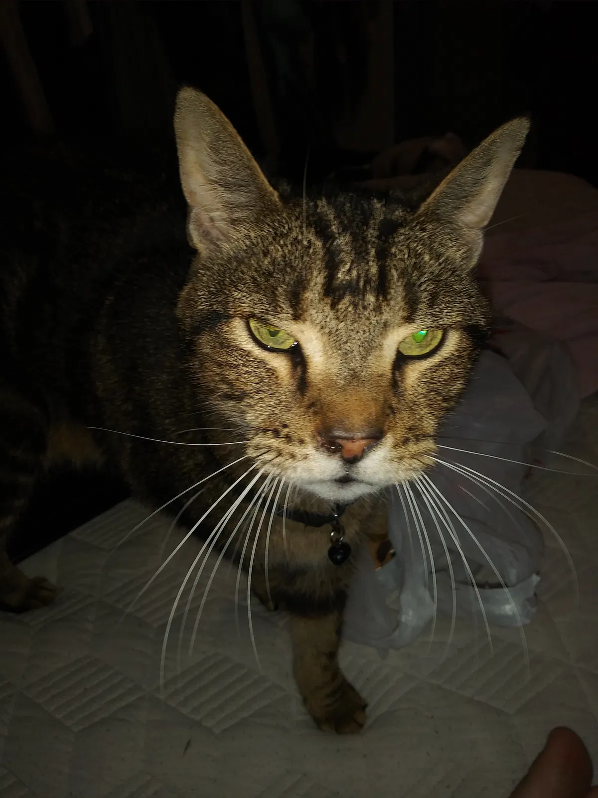 Lost cat in West Palm Beach, FL, 33417