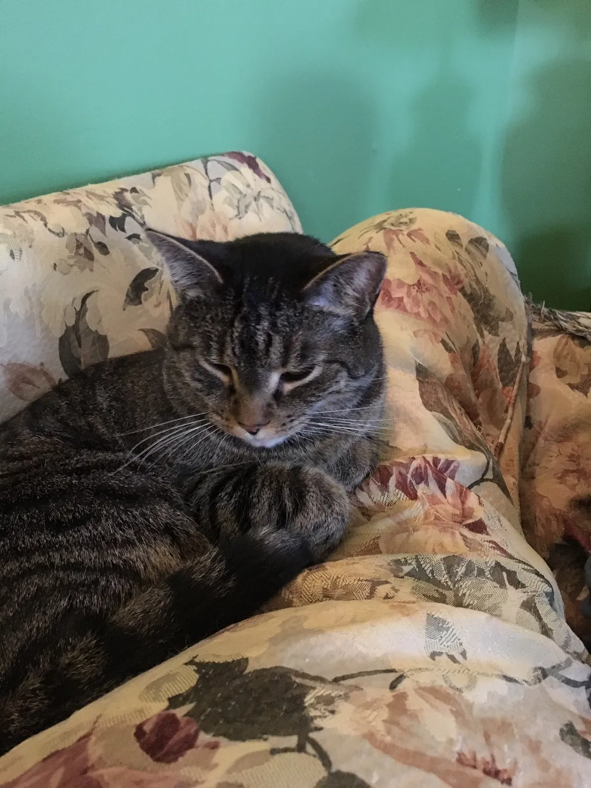 Lost cat in Middletown, OH, 45044