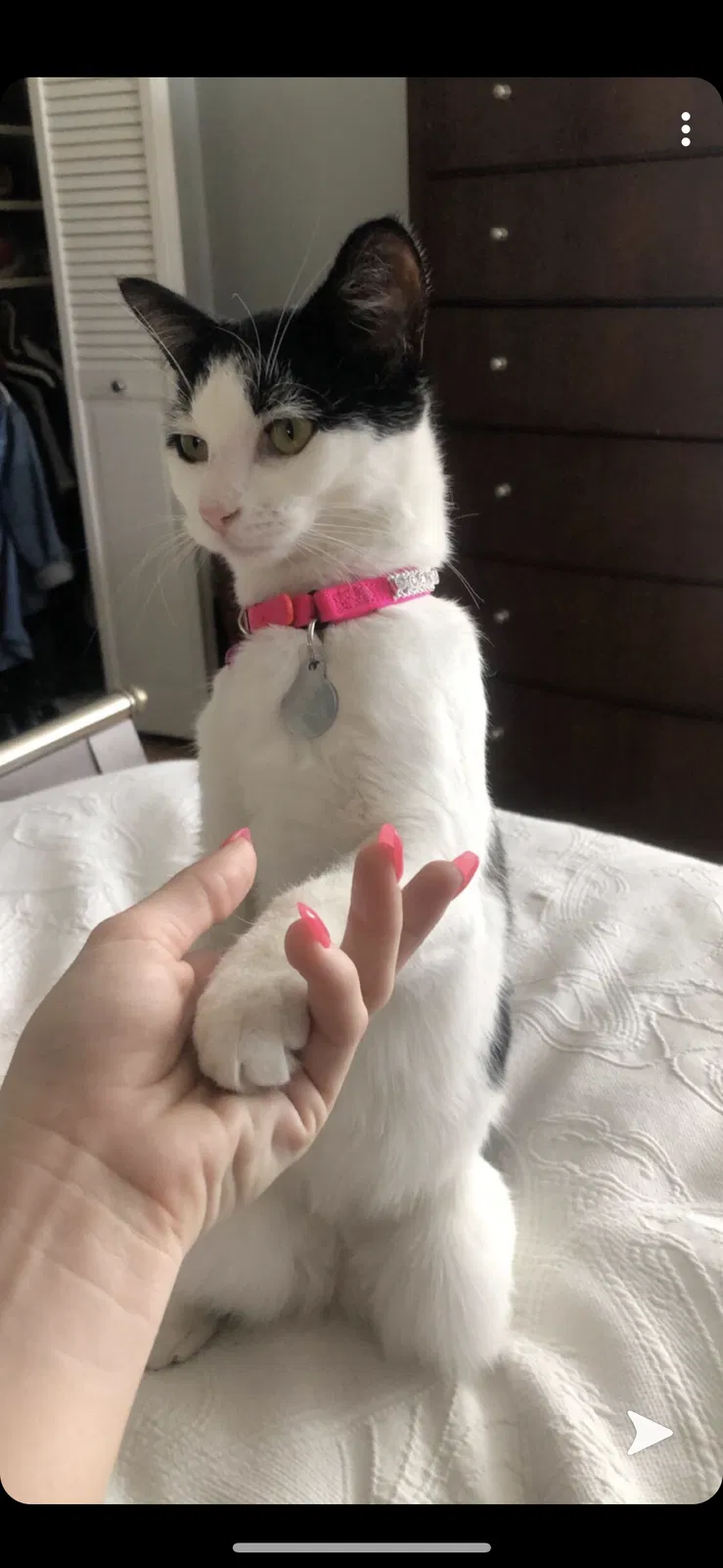 Lost cat in Island Park, NY, 11558