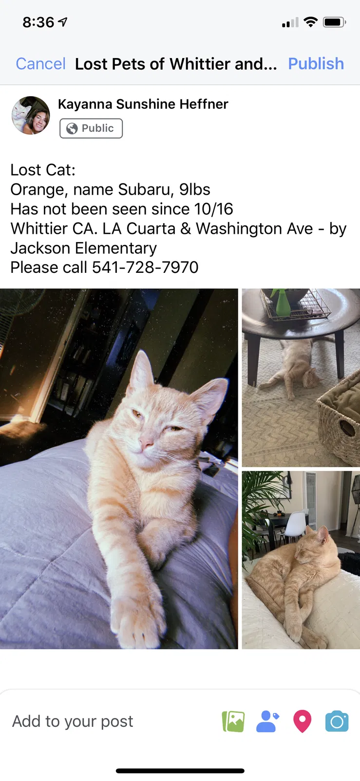 Lost cat in Whittier, CA, 90602
