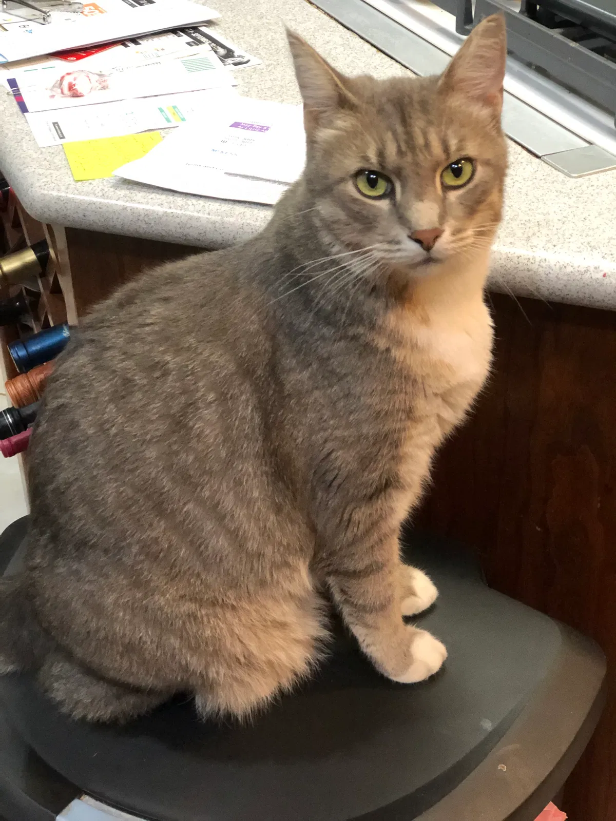 Lost cat in Fayetteville, GA, 30215