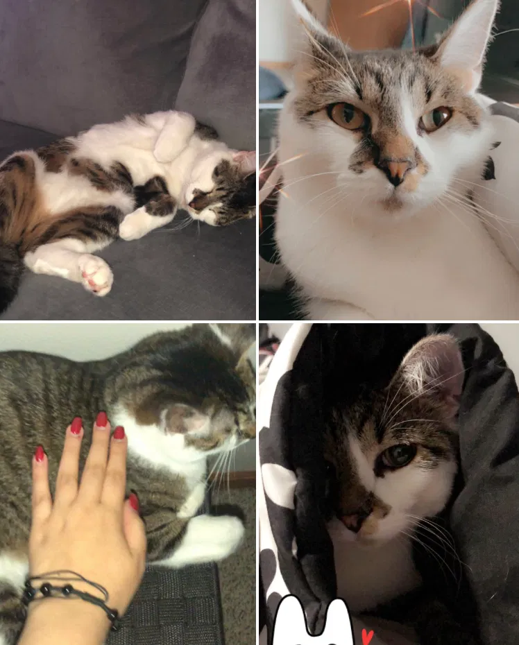 Lost cat in Palos Hills, IL, 60465
