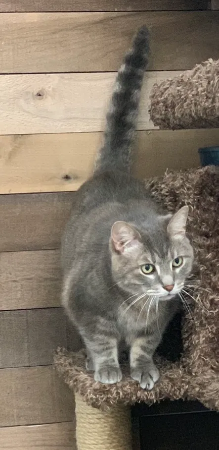Lost cat in Tampa, FL, 33615