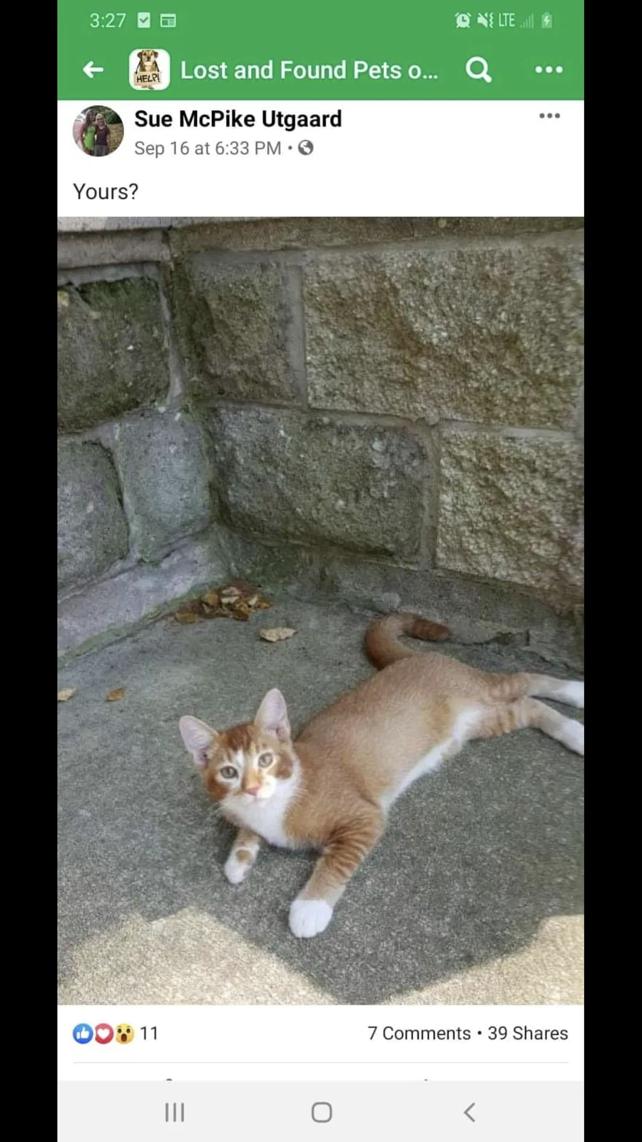 Lost cat in Alton, IL, 62002