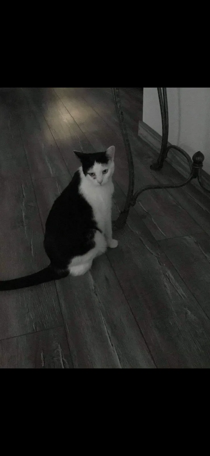 Lost cat in Lakeland, FL, 33811