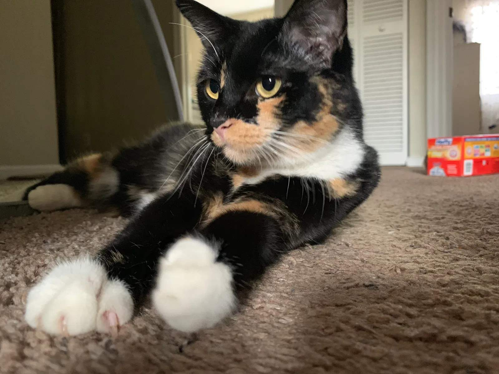 Lost cat in West Palm Beach, FL, 33411