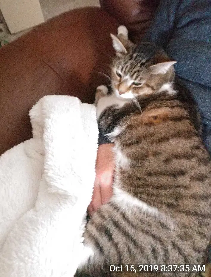 Lost cat in Bloomingdale, IL, 60108