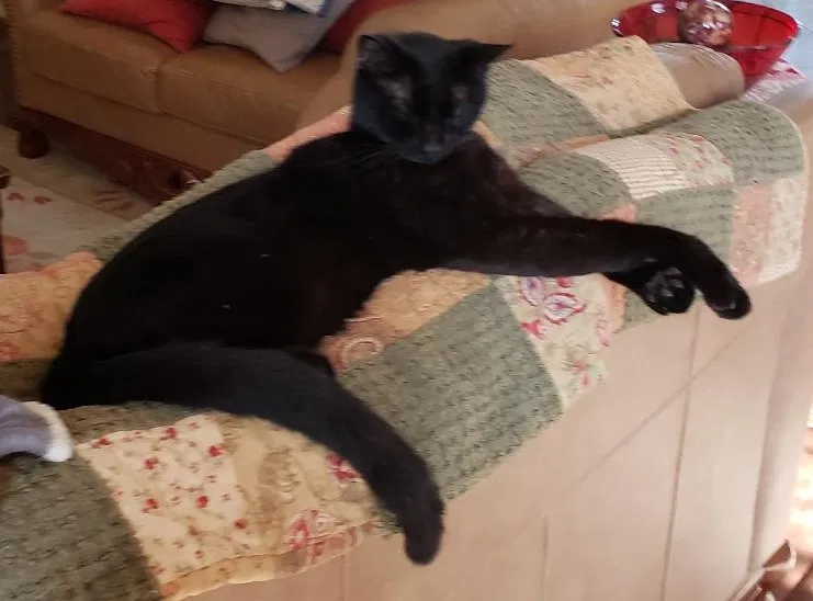 Lost cat in Houston, TX, 77065