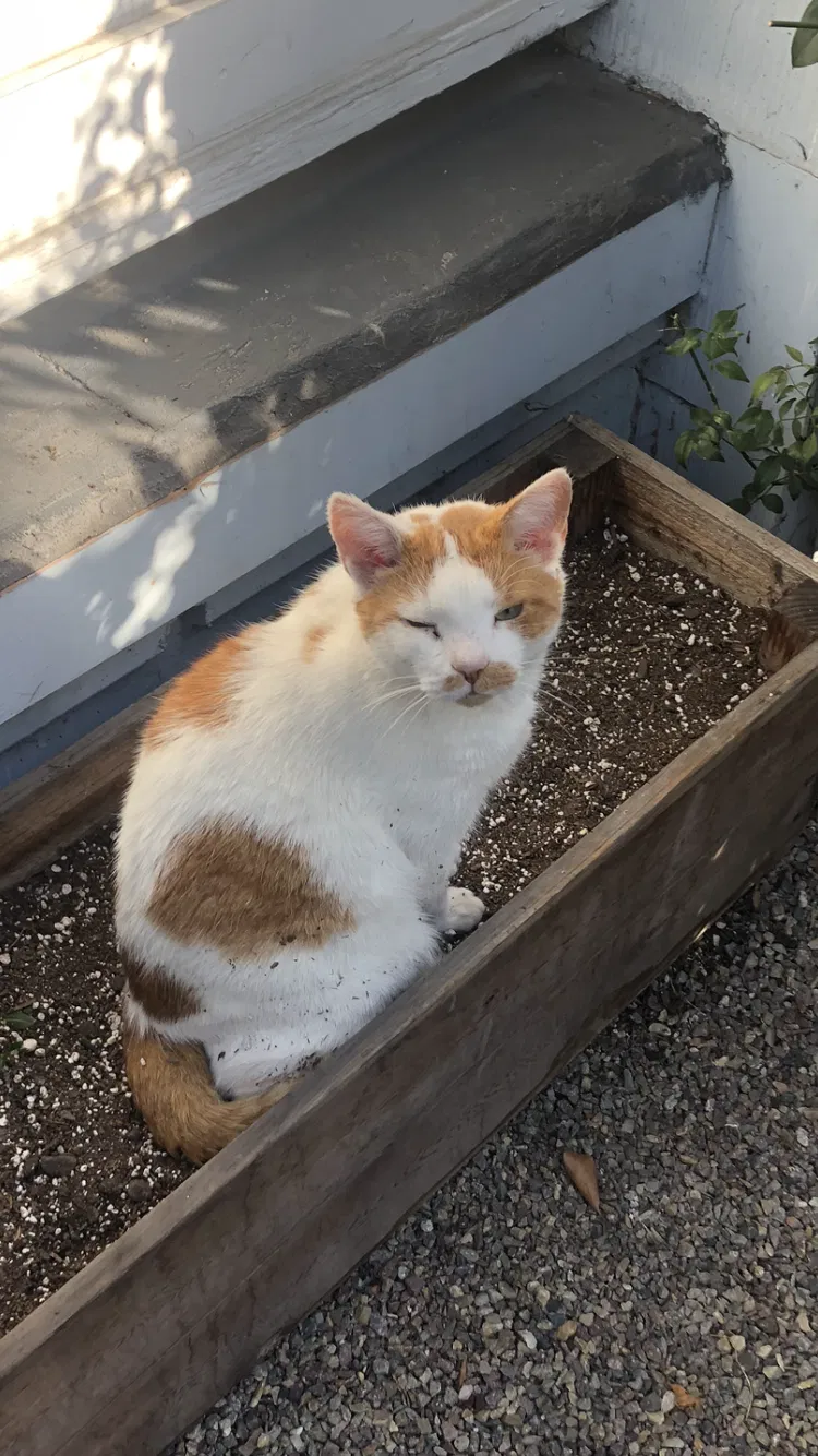 Lost cat in San Diego, CA, 92102