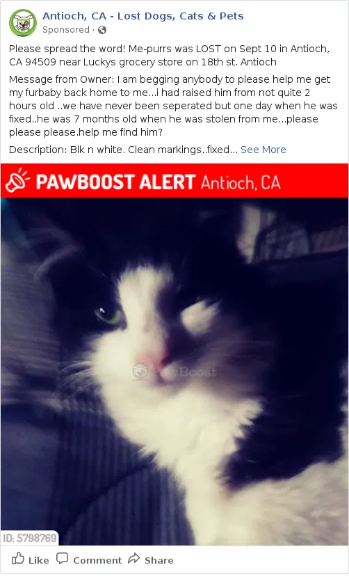 Lost cat in American Canyon, CA, 94503