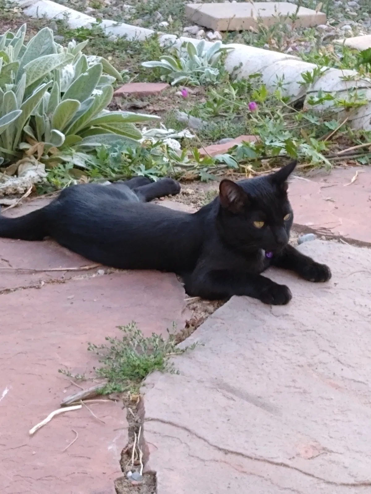 Lost cat in Fort Collins, CO, 80521