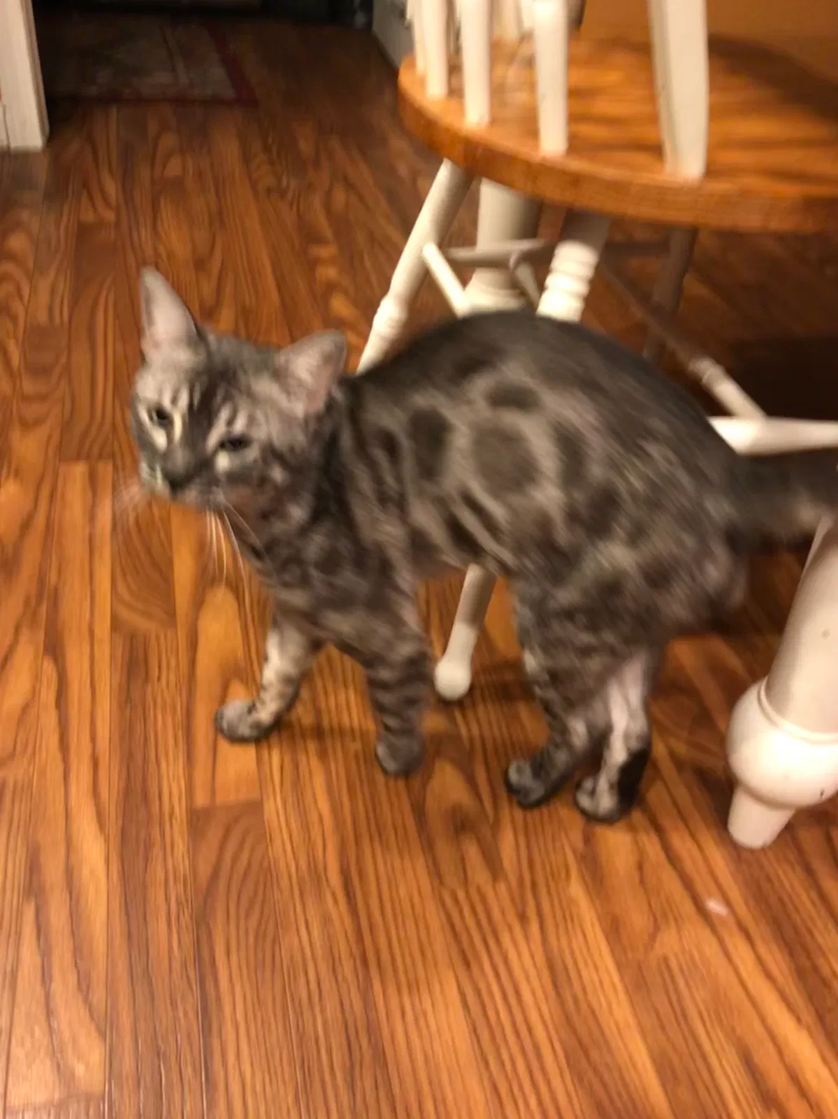 Lost cat in Saint Marys, OH, 45885