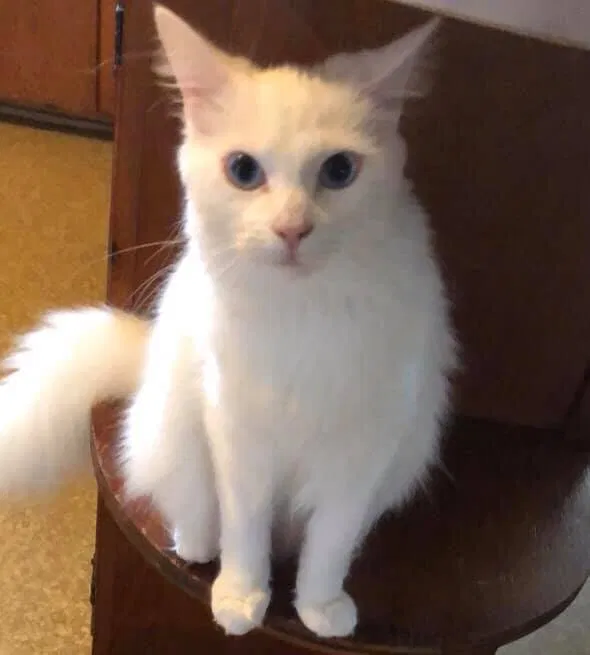 Lost cat in Lyman, SC, 29365