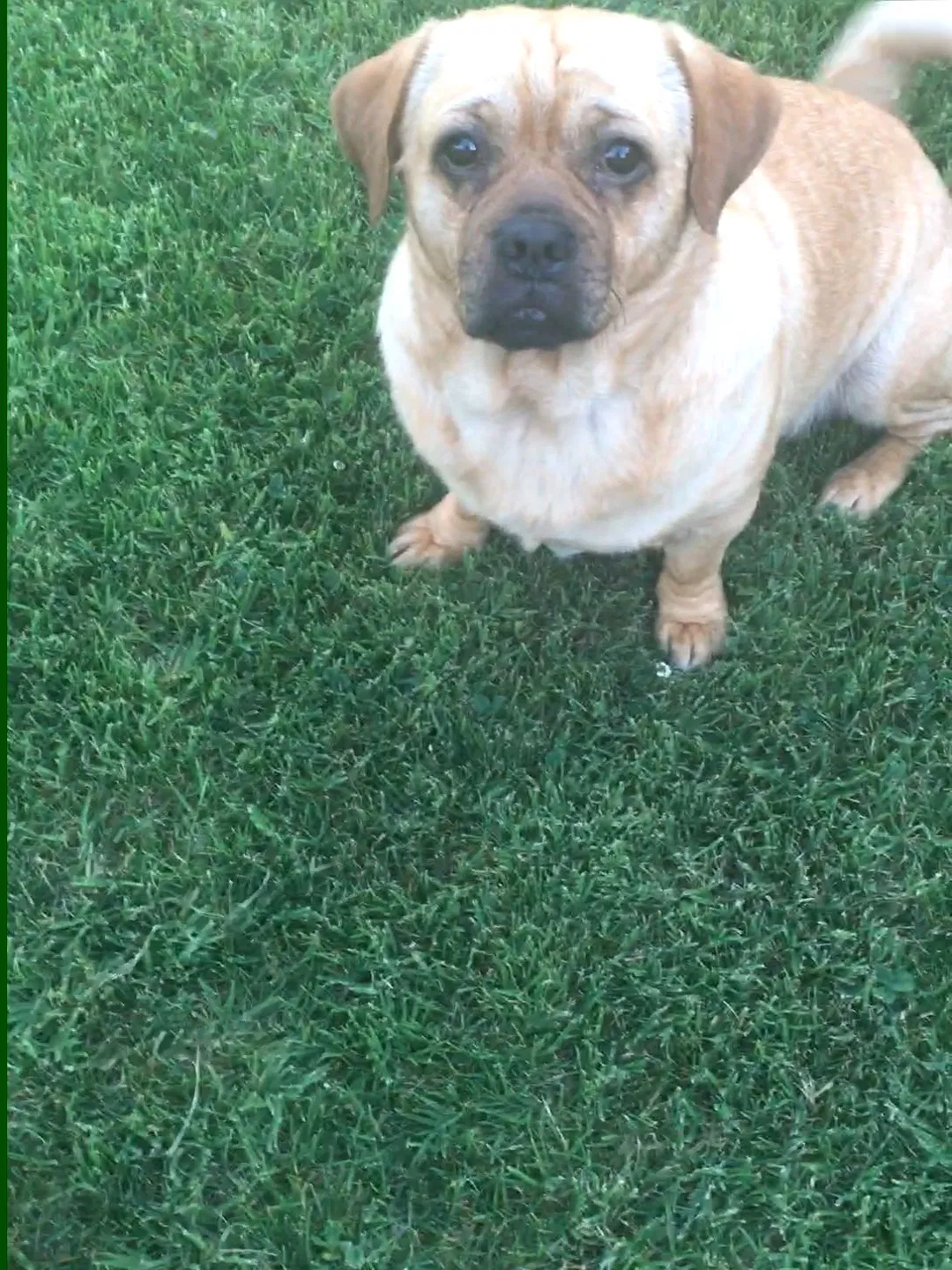 Lost dog in Fresno, CA, 93650