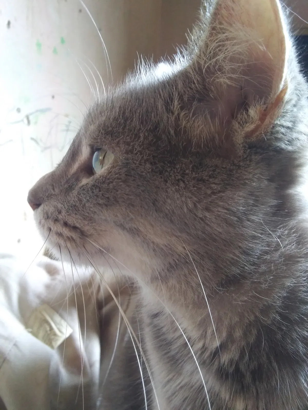 Lost cat in Huntington, WV, 25704