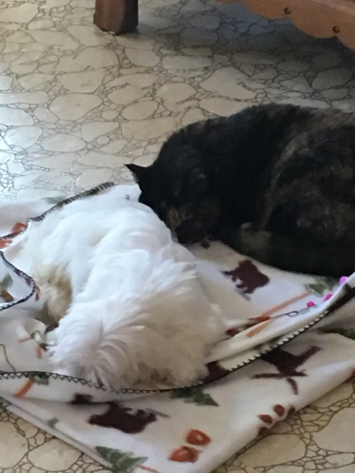 Lost cat in Aberdeen, SD, 57401