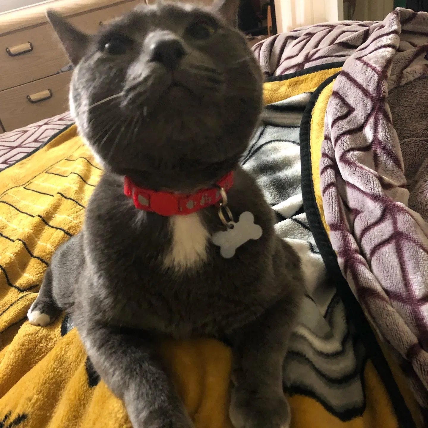 Lost cat in Coram, NY, 11727