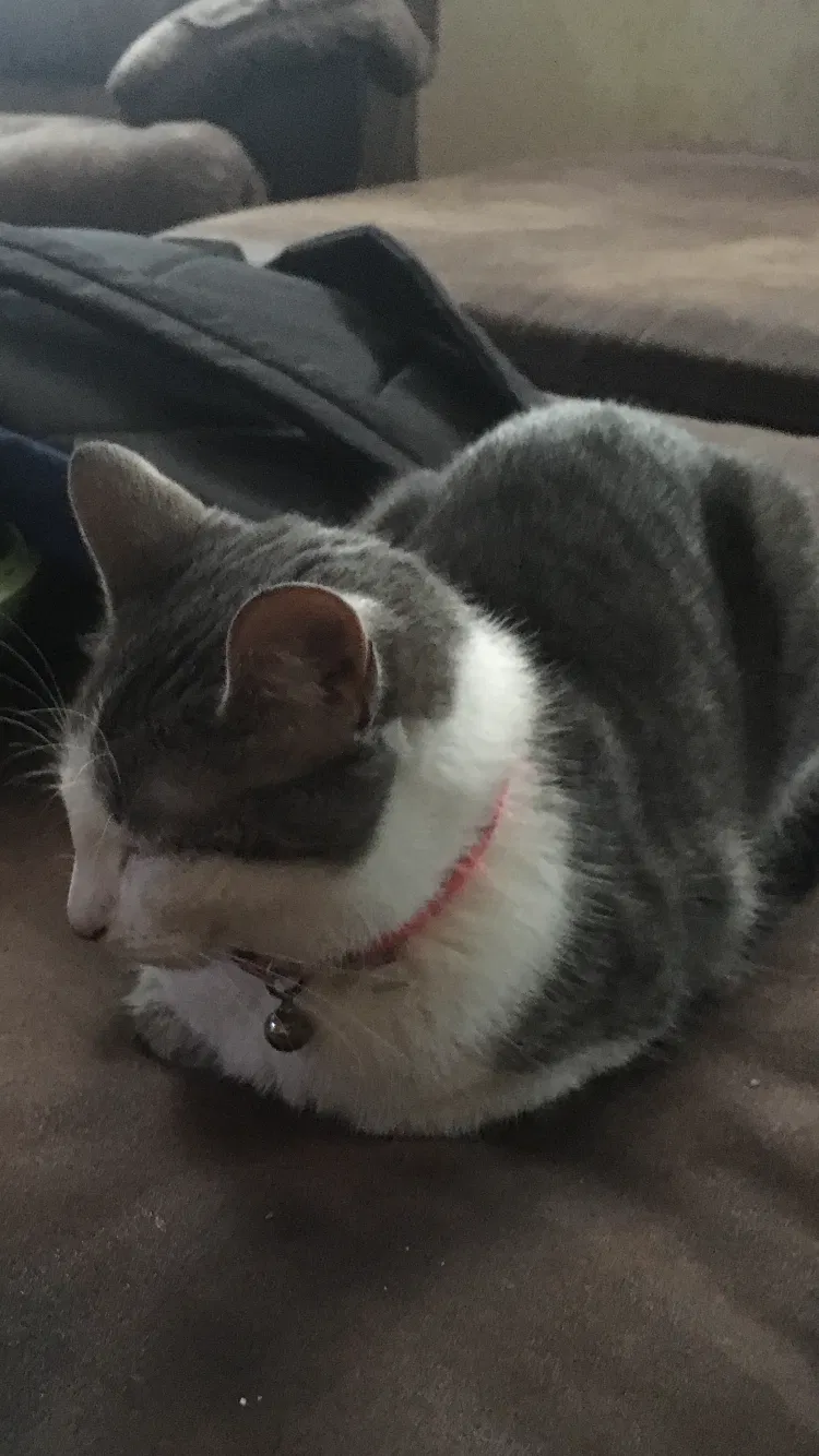 Lost cat in Niagara Falls, NY, 14301
