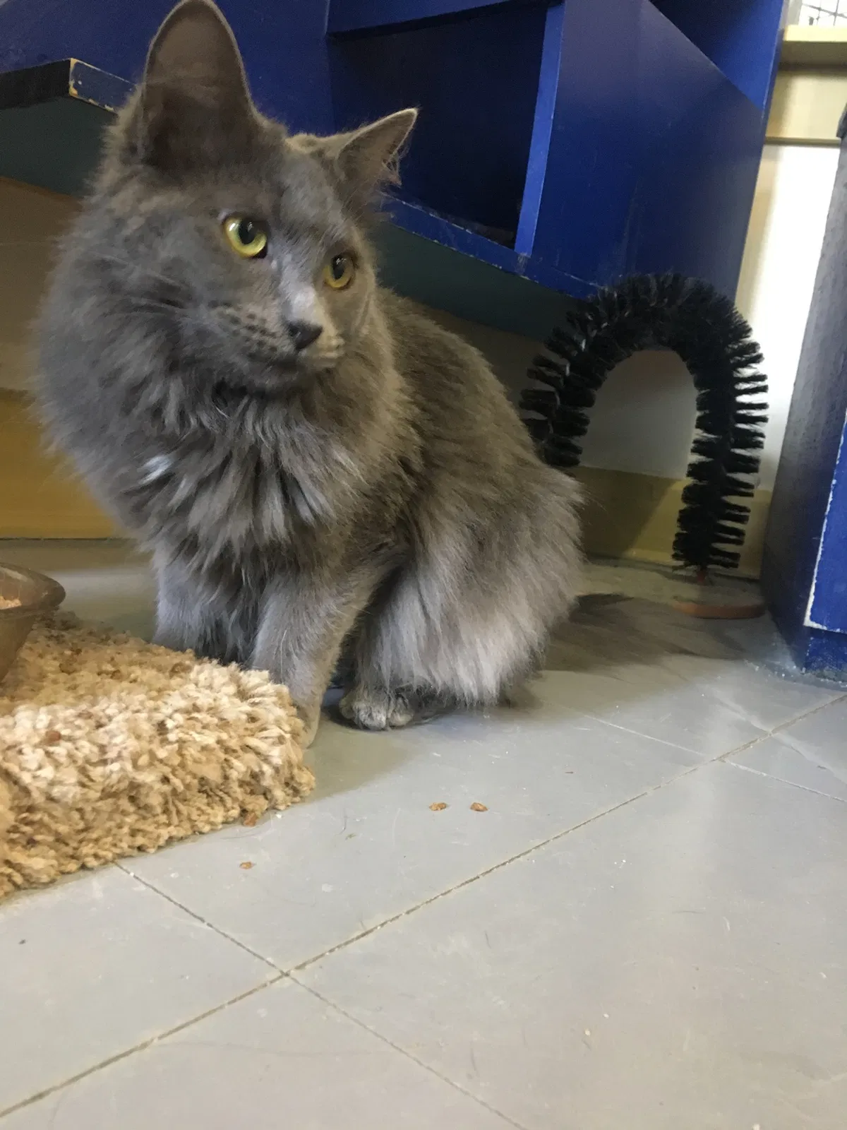 Lost cat in Indianapolis, IN, 46237
