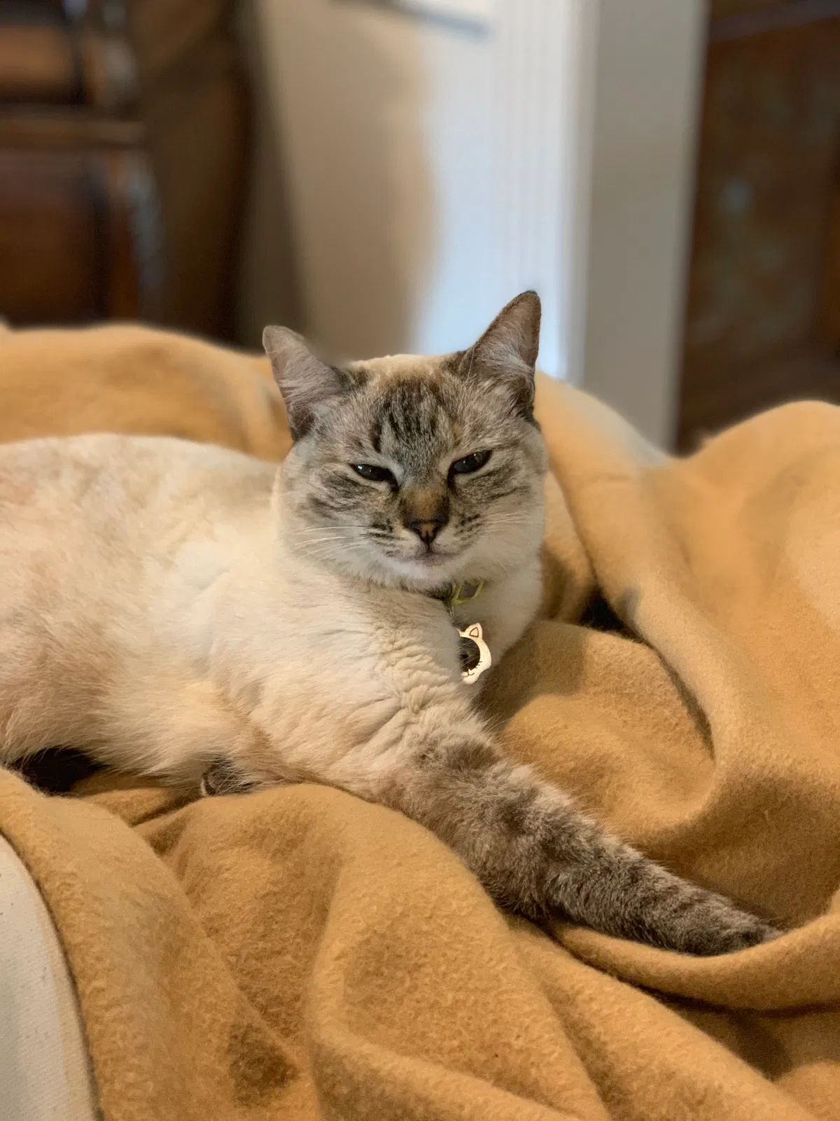 Lost cat in Victoria, TX, 77904
