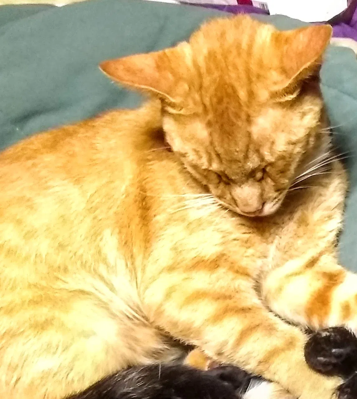 Lost cat in Nokomis, FL, 34275