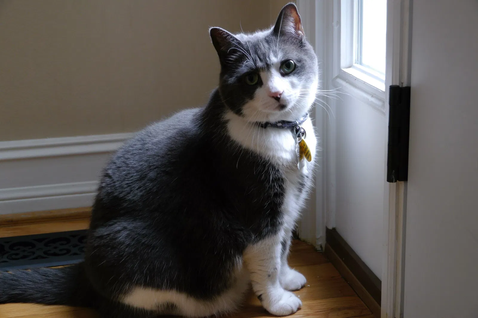 Lost cat in Marietta, GA, 30062