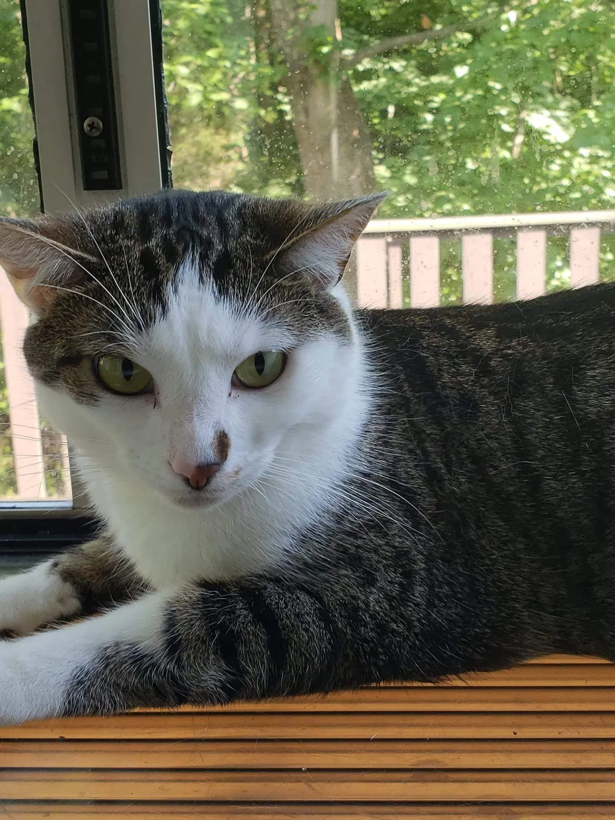 Lost cat in Antioch, TN, 37013