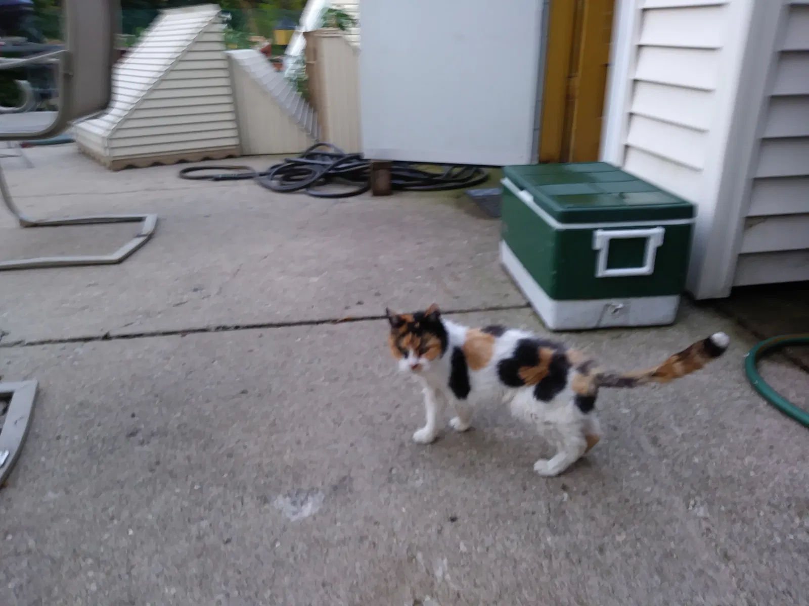 Lost cat in Elgin, IL, 60123