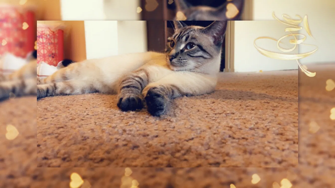 Lost cat in Des Moines, IA, 50321