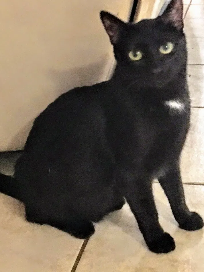 Lost cat in Elgin, TX, 78621