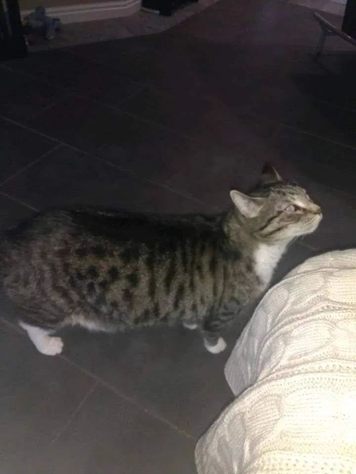 Lost cat in Sandy, UT, 84070