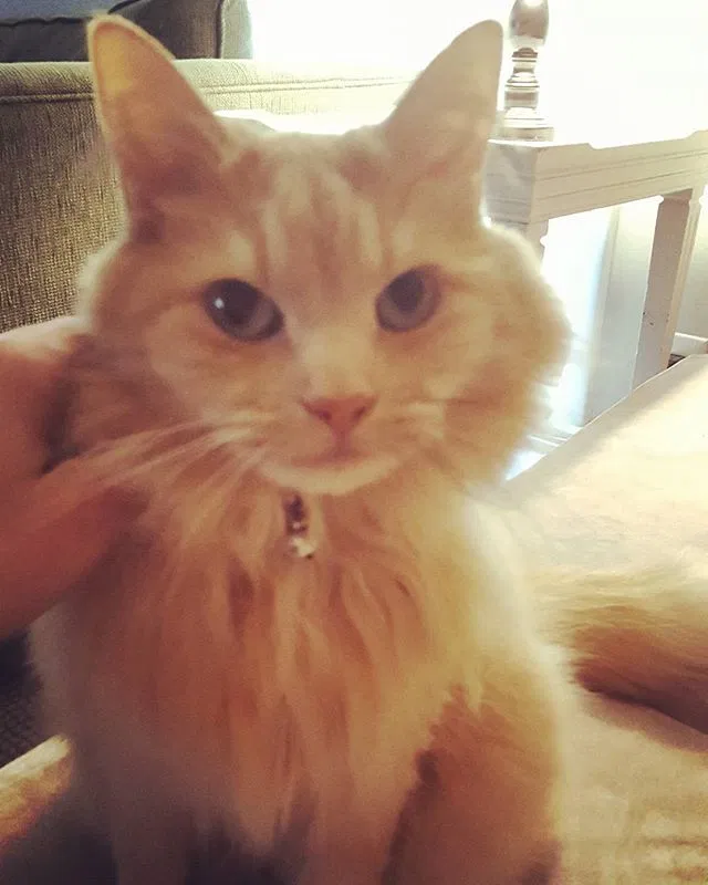 Lost cat in Athens, GA, 30601