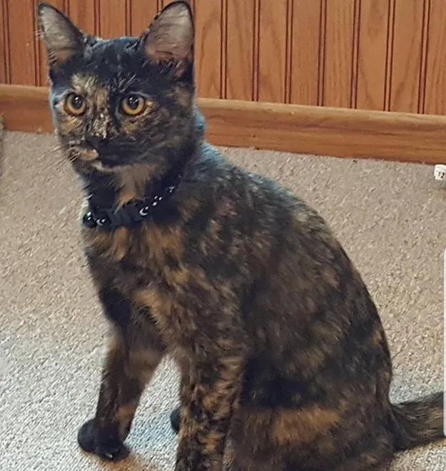 Lost cat in Mount Horeb, WI, 53572