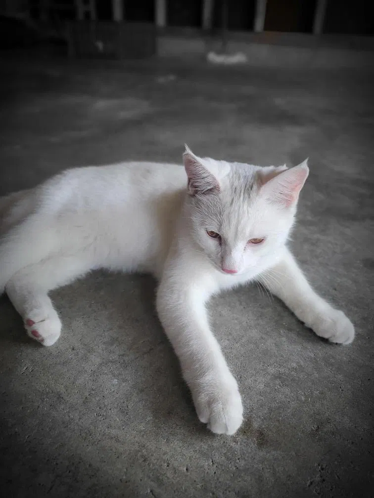 Lost cat in Indianapolis, IN, 46254