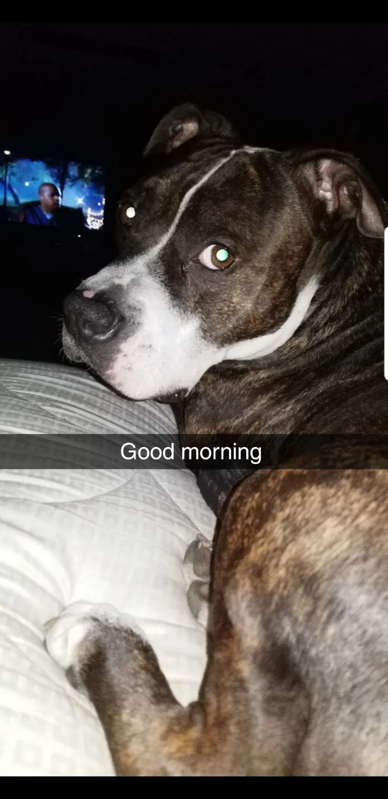Lost dog in Westland, MI, 48186