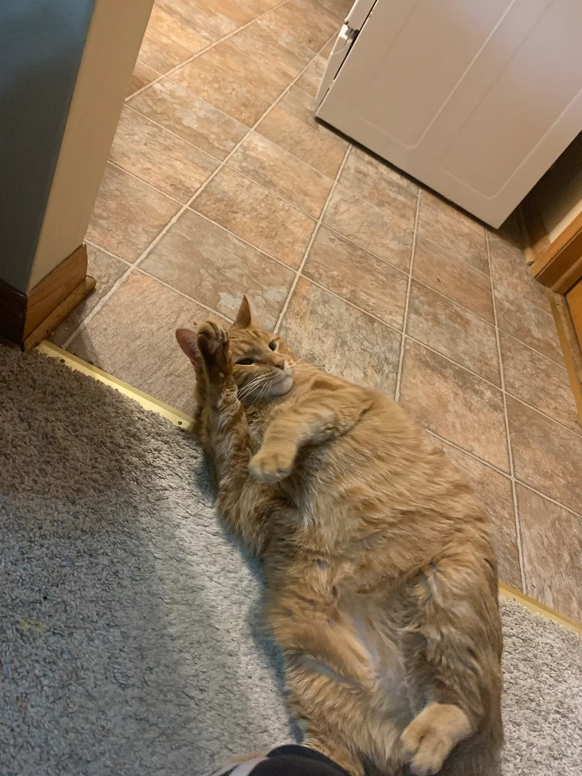 Lost cat in Milwaukee, WI, 53219