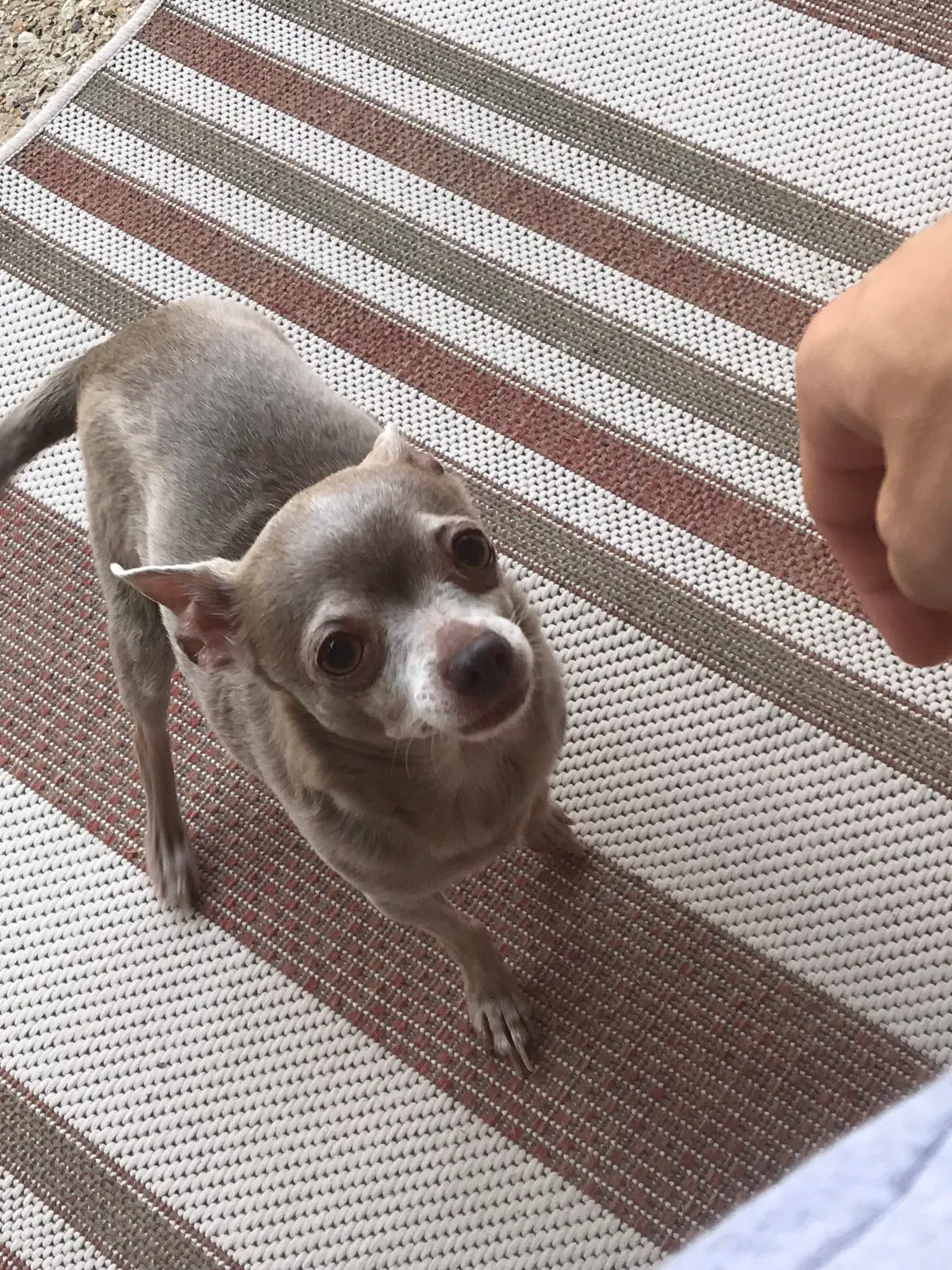 Lost dog in Plano, TX, 75023