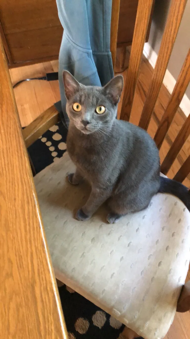 Lost cat in Cleveland, OH, 44134