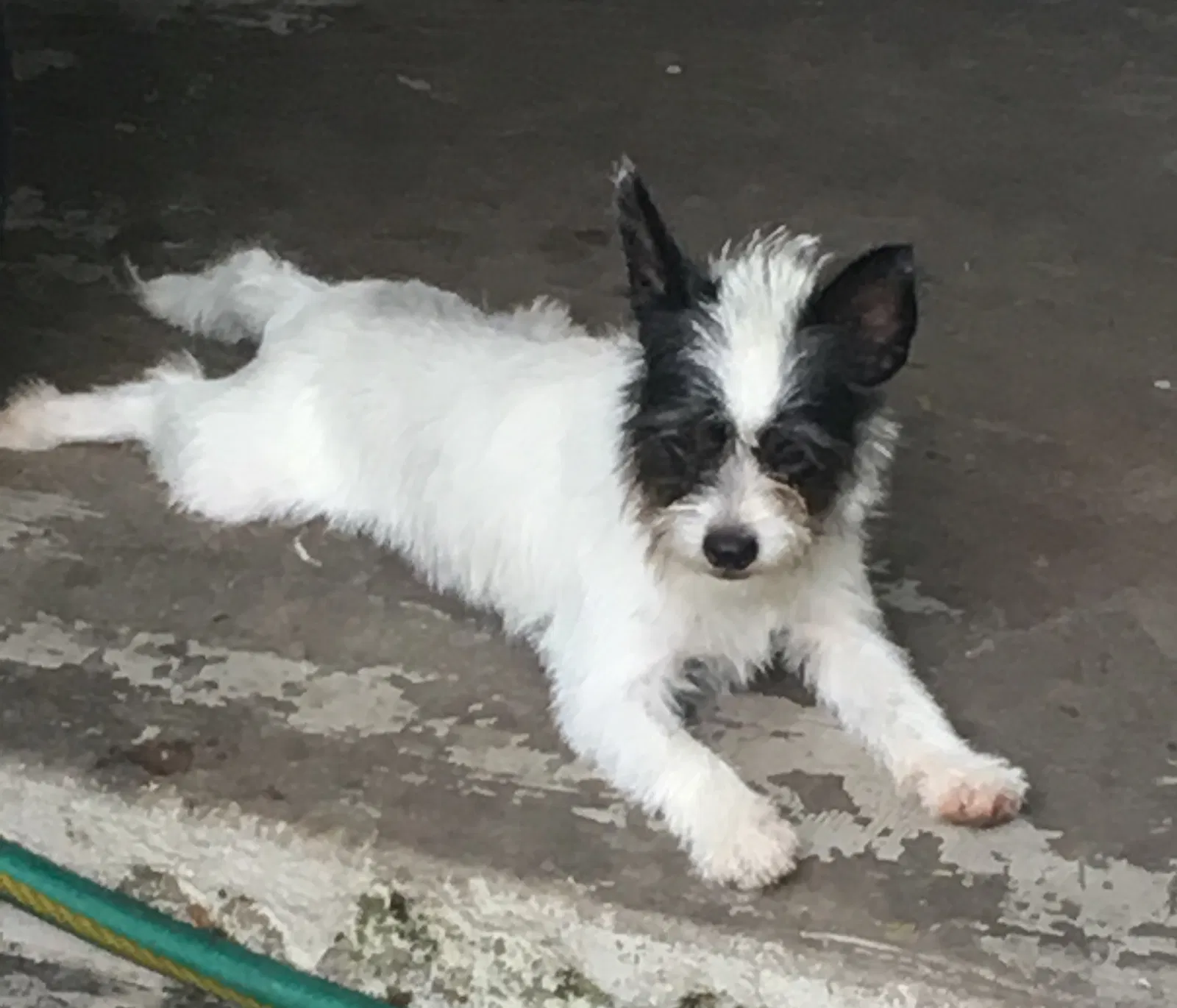 Lost dog in North Fort Myers, FL, 33903