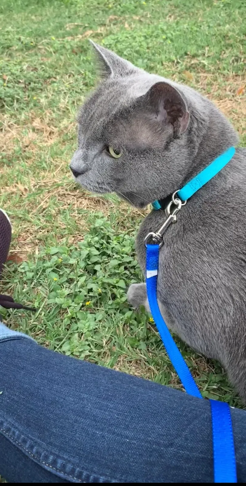 Lost cat in Austin, TX, 78741