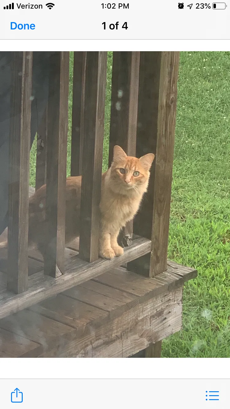 Lost cat in Prospect, PA, 16052