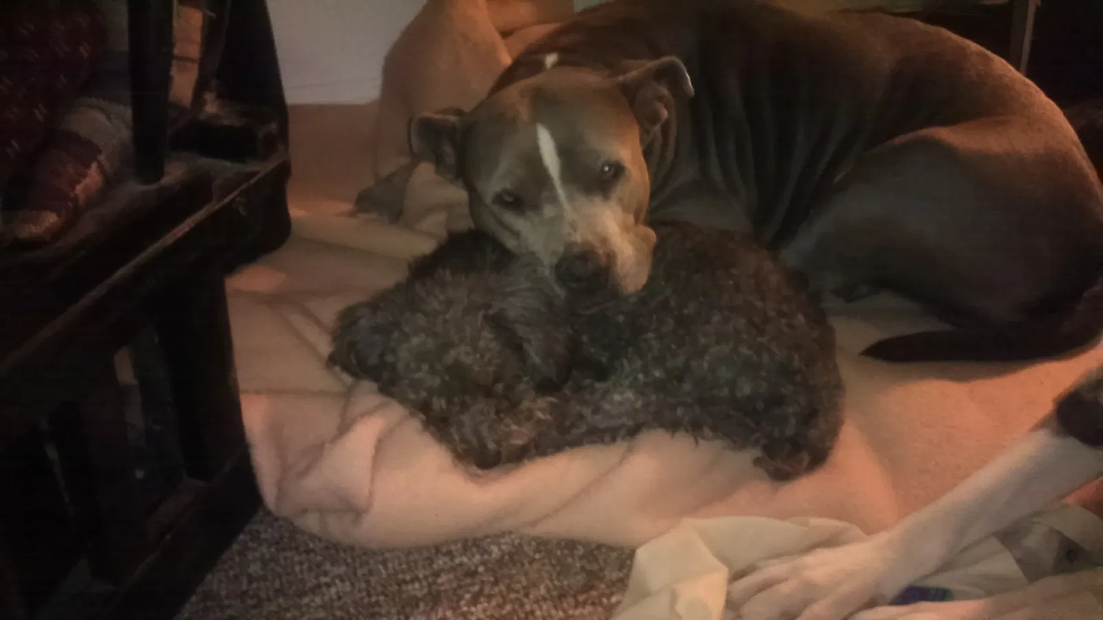 Lost dog in Oklahoma City, OK, 73107
