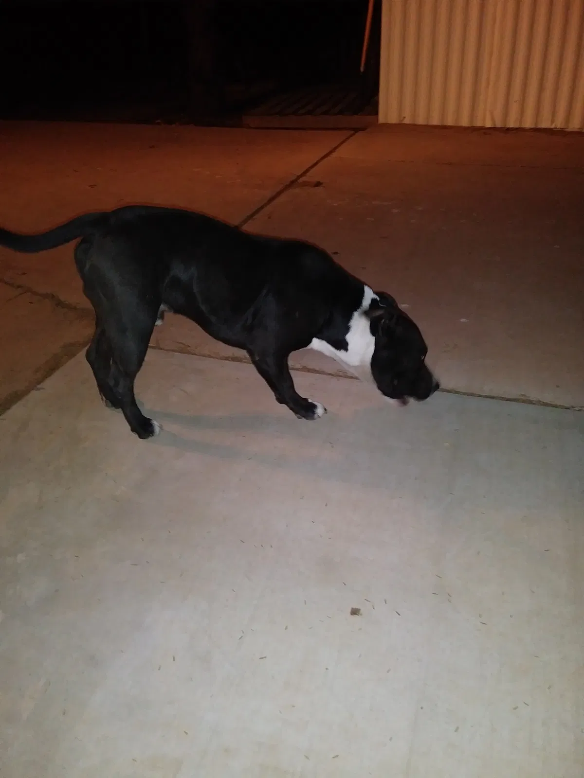 Found dog in Casa Grande, AZ, 85122