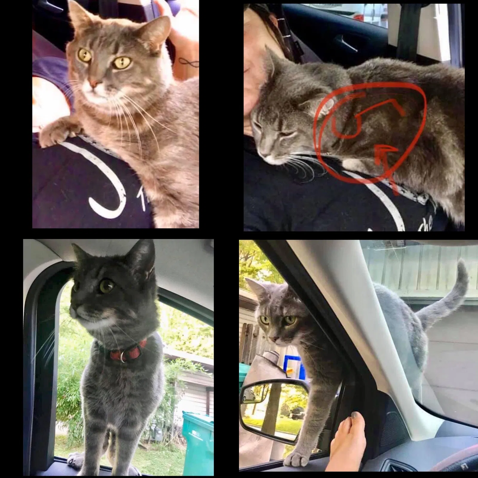 Lost cat in Cleveland, OH, 44121