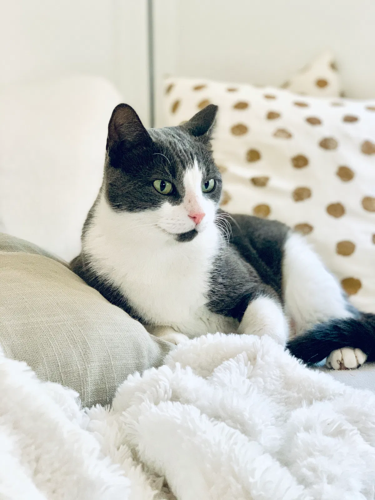 Lost cat in Miami, FL, 33133